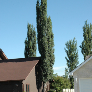 Columnar Swedish Aspen