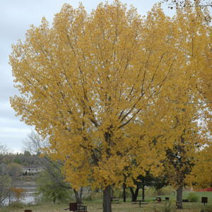 Plains Cottonwood