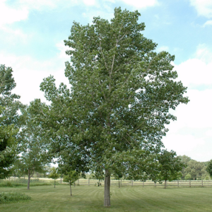 Tristis Poplar