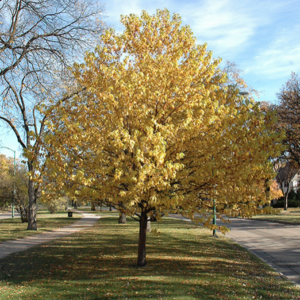 Amur Cherry