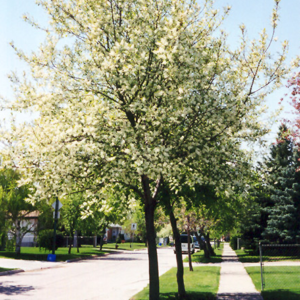 Schubert’ chokecherry