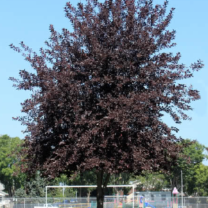Spur Schubert Chokecherry