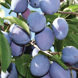 Mount Royal Plum
