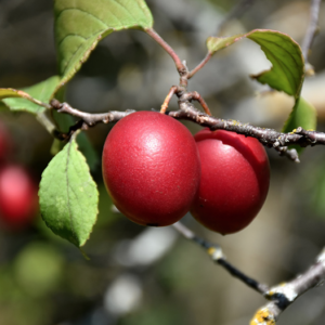Brookred Plum