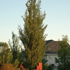Tower Poplar