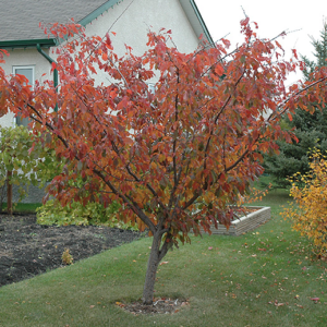Pembina Plum
