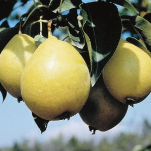 Early Gold Pear