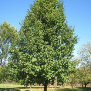 Navigator Ornamental Pear