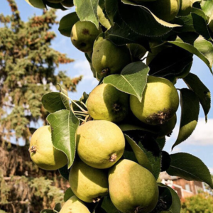 Paul's Pear
