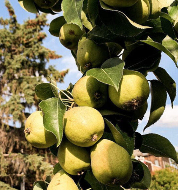 Paul's Pear