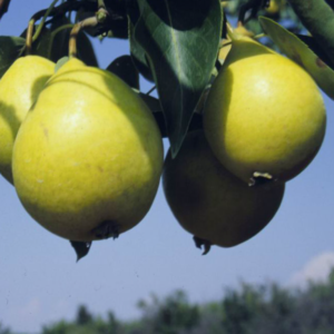 Ure Pear
