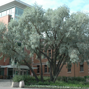 Silver Willow