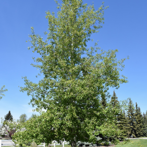 Trembling Aspen