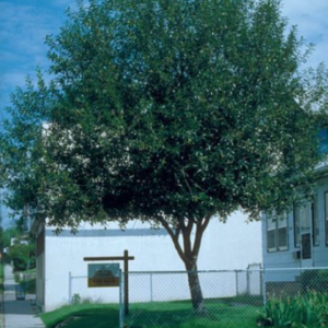 Laurel Leaf Willow