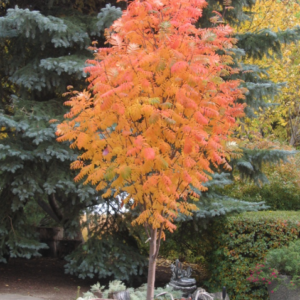 Black Hawk Mountain Ash