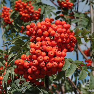 Russian Mountain Ash
