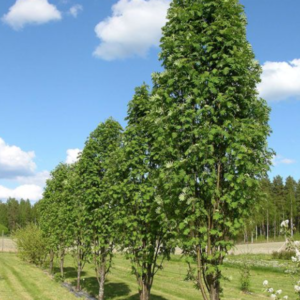 Pyramidal Mountain Ash