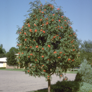 Showy Mountain Ash