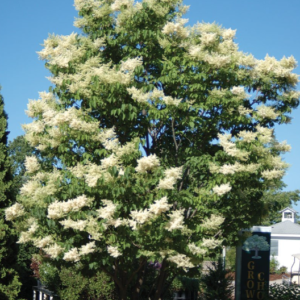 Ivory Silk Japanese Tree Lilac