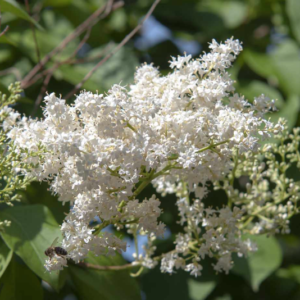 Signature Japanese Tree Lilac