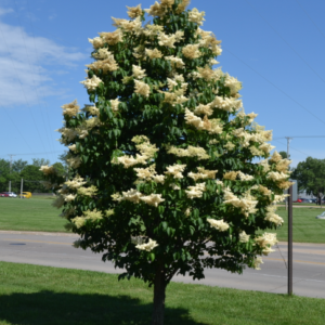 Ivory Pillar Japanese Tree Lilac