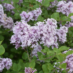 Dwarf Korean Lilac