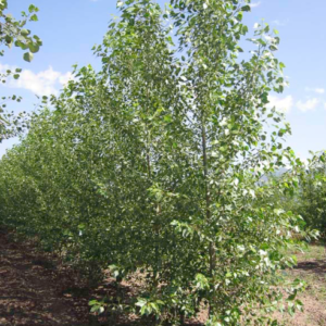 Lanceleaf Poplar