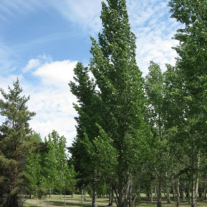 Sundancer Poplar