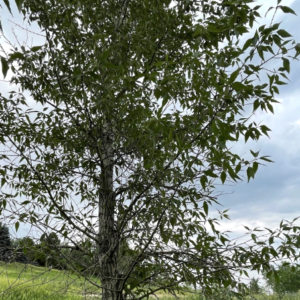 Narrowleaf Cottonwood