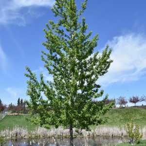 Assiniboine Poplar