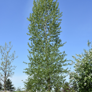 Balsam Poplar