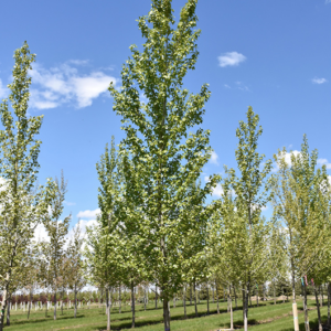 Byland Green Poplar