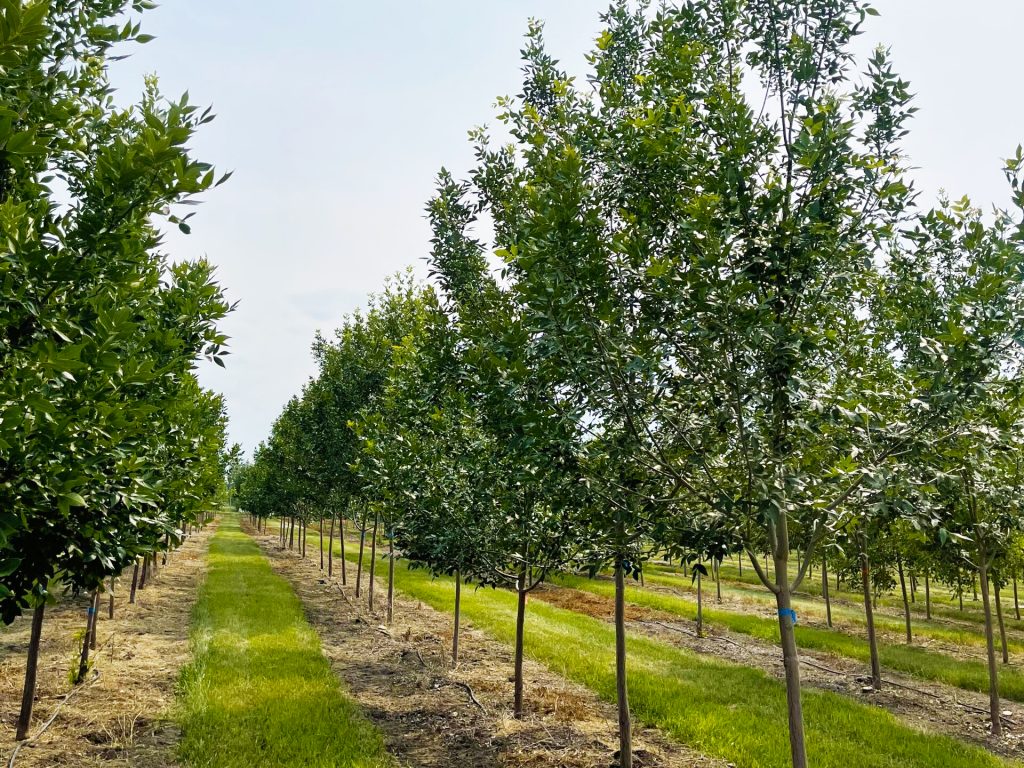 Alberta Tree Farms