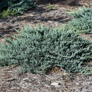 Blue Chip Juniper