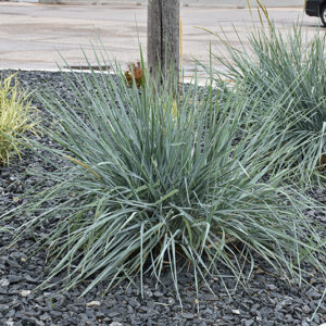 Blue Dune Lyme Grass