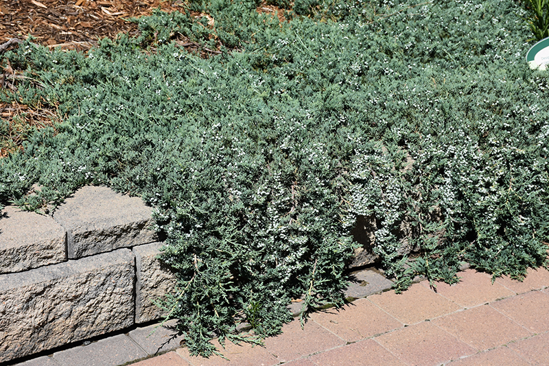 Blue Rug Juniper