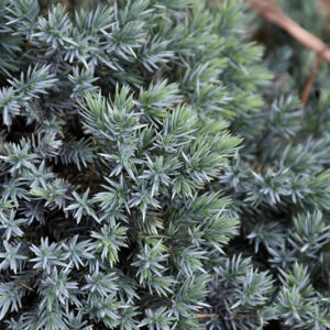 Blue Star Juniper