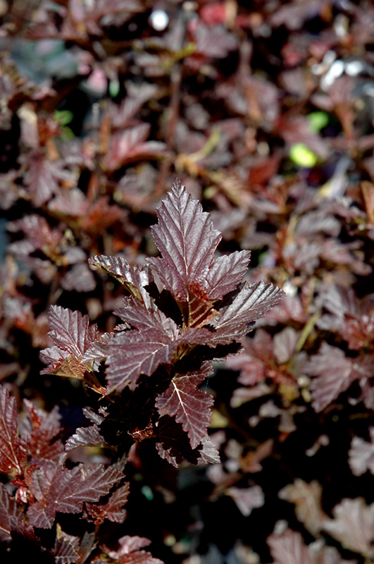 Burgundy Candy Ninebark