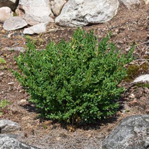 Calgary Boxwood