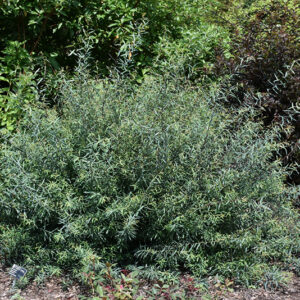 Canyon Blue Artic Willow