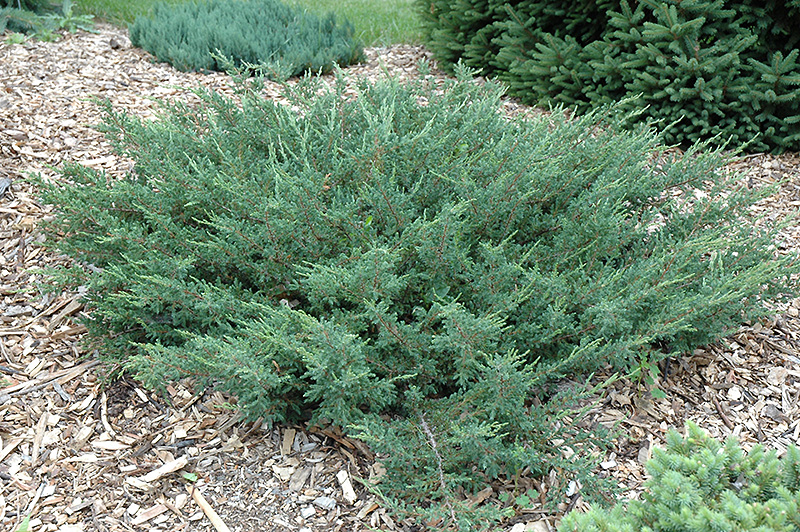 Cargary Carpet Juniper