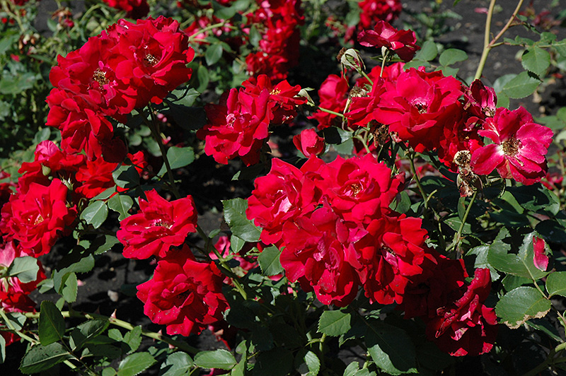 Champlain Rose