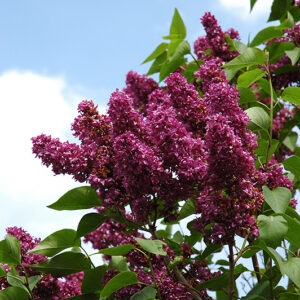 Charles Joly French Lilac