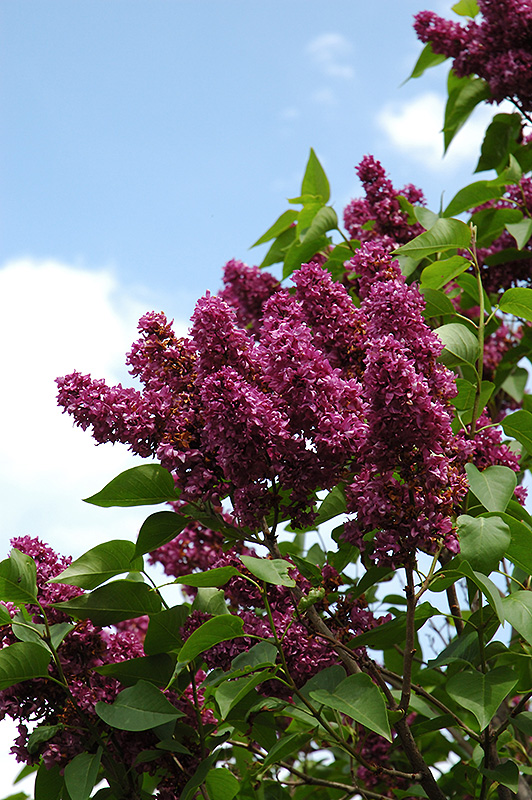 Charles Joly French Lilac