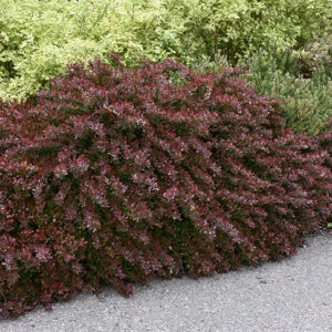 Cherry Bomb Barberry