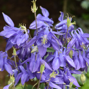 Columbine