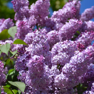 Common Lilac
