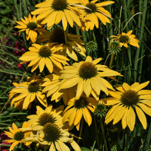 Coneflower