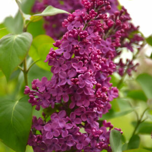 Congo French Lilac