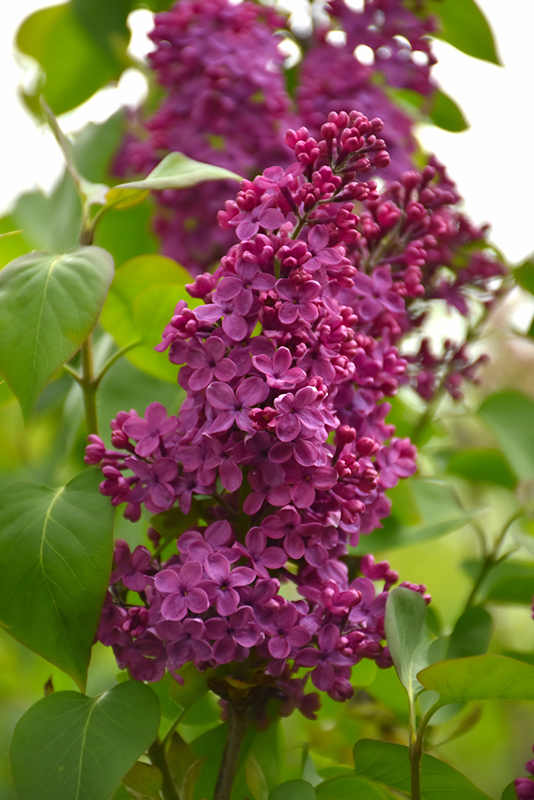 Congo French Lilac